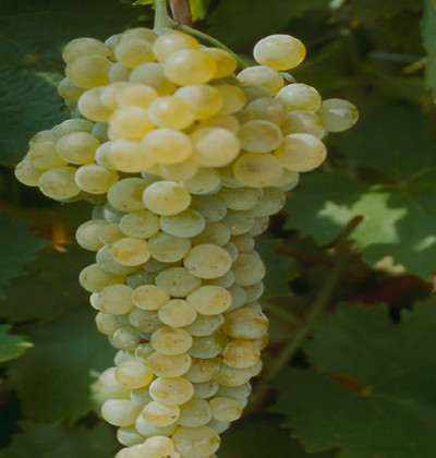 Trebbiano Toscano SL12