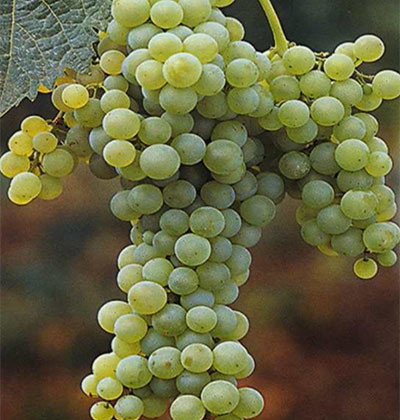 Trebbiano