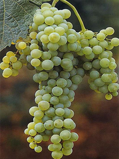 Trebbiano