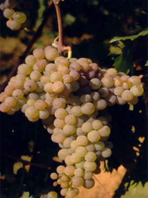 Trebbiano Abruzzese UBA RA TR27