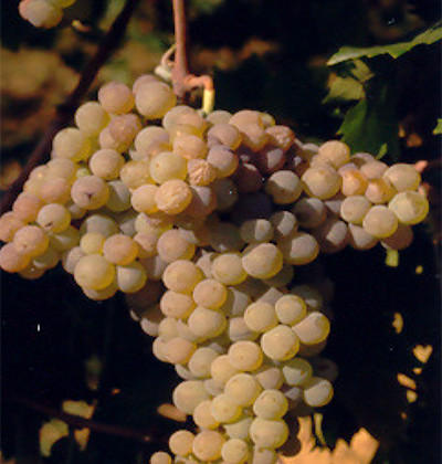 Trebbiano Abruzzese UBA RA TR27