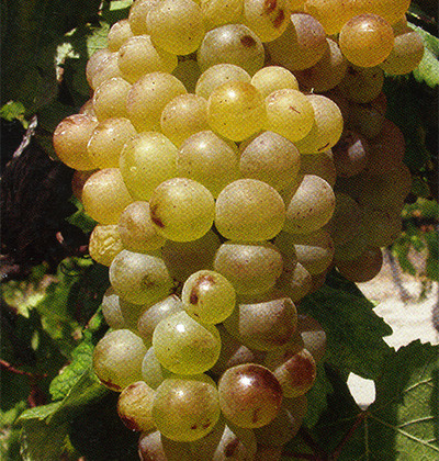 Vermentino 640F