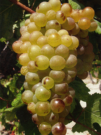 Vermentino 915F