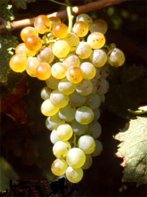 Vermentino