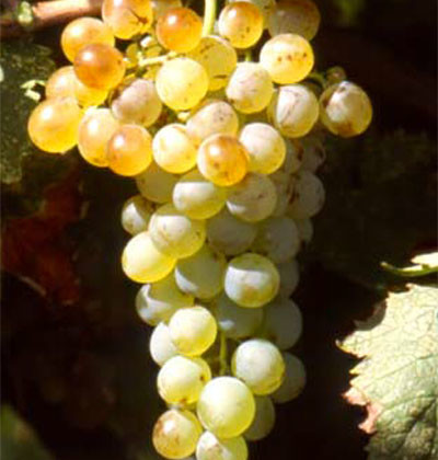 Vermentino