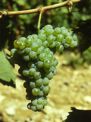 Vernaccia I-V-P-6