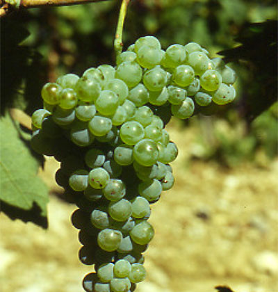 Vernaccia I-V-P-6