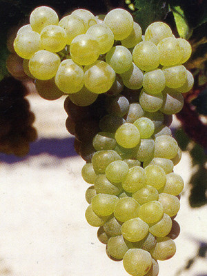 Viognier