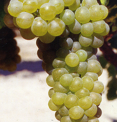 Viognier