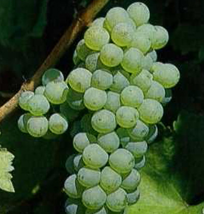 Sauvignon ISV F5