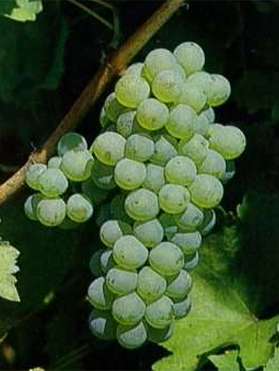 Sauvignon ISV F5